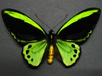 Ornithoptera richmondia - Adult